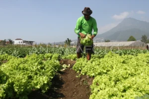 Desa Hortikultura: